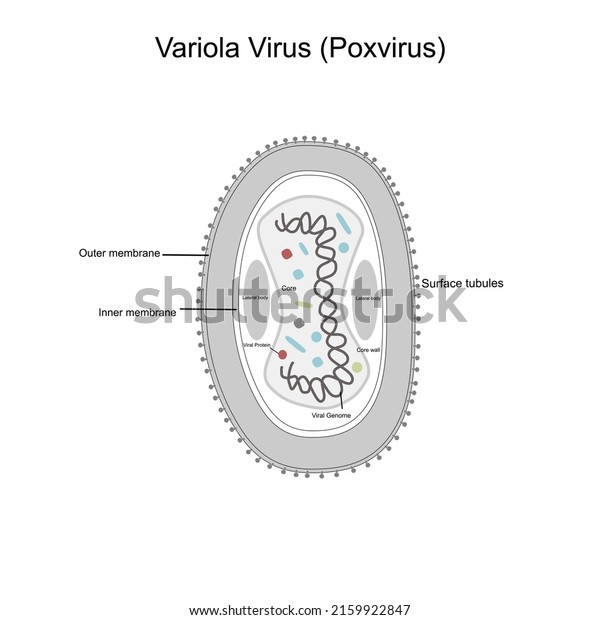 The structure
molecule of Variola virus or Poxvirus (Orthopoxvirus):  Outer and
Inner membrane, surface tubules, Lateral body, Core and Core wall,
Viral genome and Protein