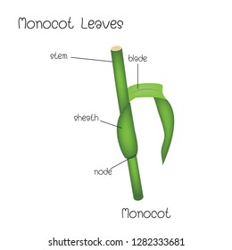 Structure of Monocot  Leaves