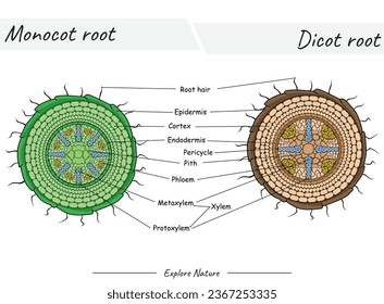 Structure of Monocot root and dicot root. This content is suitable for scientific illustrations, educational materials, botanical articles, or projects that require visualization of root.