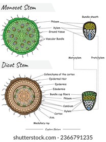 Estructura del tallo de Monocot y del tallo de dicot. Este contenido es adecuado para ilustraciones científicas, materiales educativos, artículos botánicos o proyectos que requieren visualización de tallo.