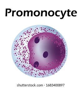 The structure of the monocyte. Monocytes blood cell. macrophage. White blood cell immunity. Leukocyte. Infographics. Vector illustration on isolated background.