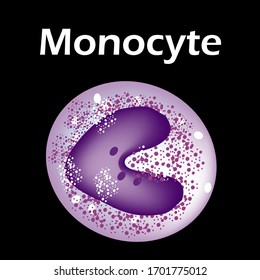 The structure of the monocyte. Monocytes blood cell. macrophage. White blood cell immunity. Leukocyte. Infographics. Vector illustration on isolated background.