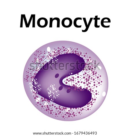 The structure of the monocyte. Monocytes blood cell. macrophage. White blood cell immunity. Leukocyte. Infographics. Vector illustration on isolated background.