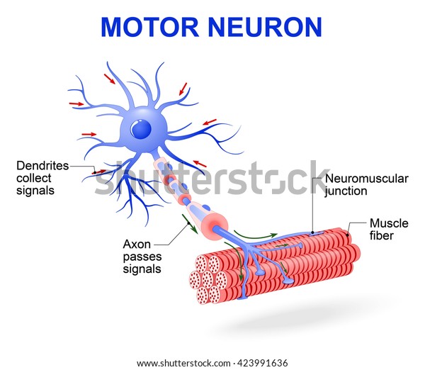 structure of motor neuron. The\
impulses are transmitted through the motor neuron in one\
direction