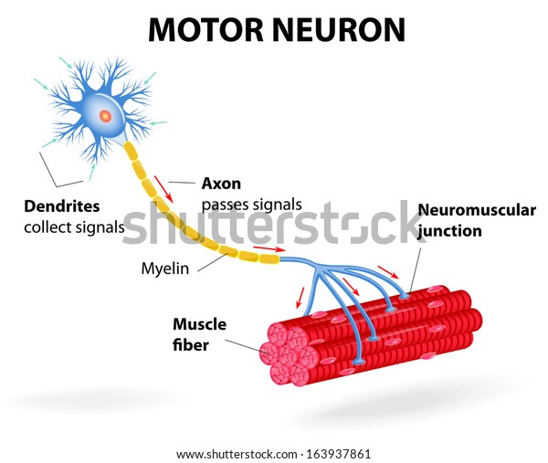 motor neuron dendrite cell body