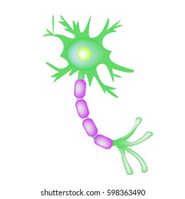 The structure of the motor neuron. Infographics. Vector illustration on isolated background.