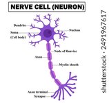 Structure of a motor neuron.Anatomy of nerve cell.Nervous system.Axon, dendrites, myelin sheath and soma.Diagram for for biology.Education Chart.Schwann cell.Infograhic.Cartoon vector illustration.