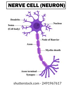 Structure of a motor neuron.Anatomy of nerve cell.Nervous system.Axon, dendrites, myelin sheath and soma.Diagram for for biology.Education Chart.Schwann cell.Infograhic.Cartoon vector illustration.