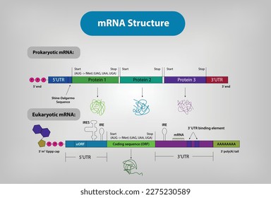 The structure of mRNA Vector and Illustration