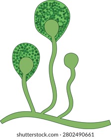 The structure of Mucor mold vector flat illustration. Fungi colony growth. Fungus green stains. Spore mold microbes microscope view. Mildew infection blot. Biological hazardous taint