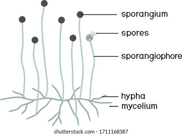 Structure of Mucor. Mycelium with sporangium isolated on white background