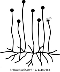 Structure of Mucor. Mycelium with sporangium isolated on white background