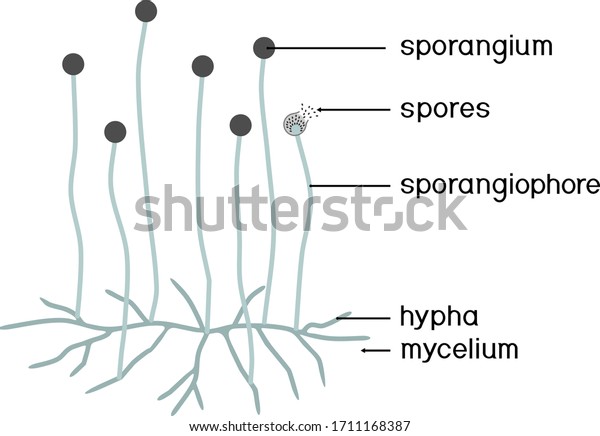 Structure Mucor Mycelium Sporangium Isolated On Stock Vector (Royalty ...