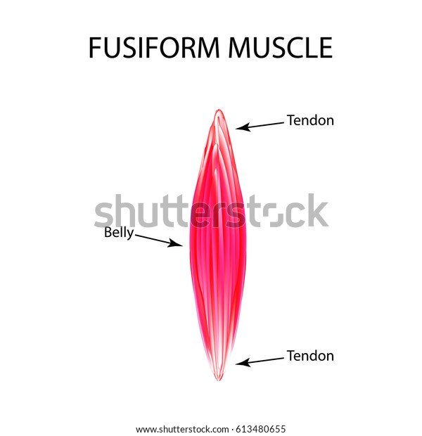 Structure Muscle Fusiform Infographics Vector Illustration Stock Vector ...