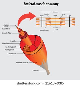 Structure Of Muscle. Labeled Skeletal Muscle Anatomy Vector Illustration Drawing. Sarcomere Magnified Vector. Health Care Education Image. Isolated Structure Of Skeletal Muscle Tissue. Medical Drawing