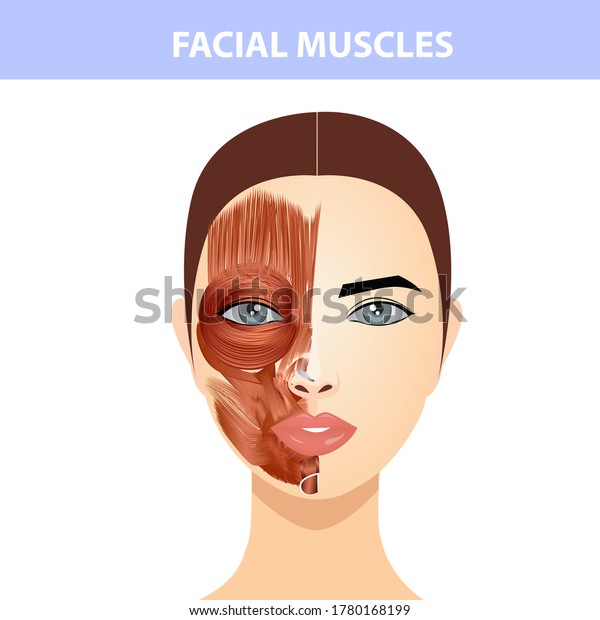 Structure Muscles Female Face Neck Half Stock Vector (Royalty Free ...