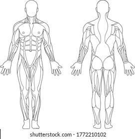 The structure of the muscles of the human body, front and rear view.