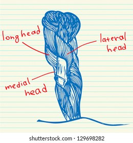 The structure of the muscles of the upper limb