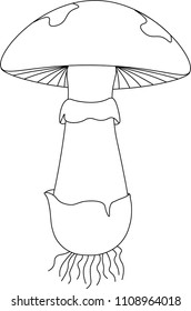Structure of mushroom
