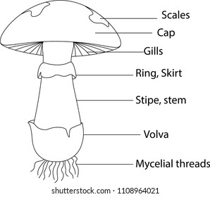 Mycelial Threads Images Stock Photos Vectors Shutterstock