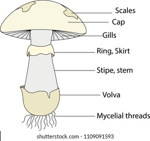 structure of mushroom