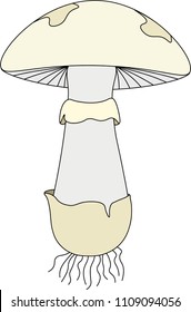 Structure of mushroom