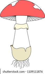 Structure of mushroom