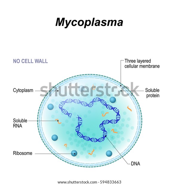 Structure of Mycoplasma cell. the bacterium\
is the causative agent of sexually transmitted diseases,\
pneumoniae, atypical pneumonia and other respiratory disorders.\
unaffected by many\
antibiotics