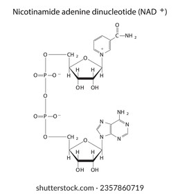 Estructura de NAD+ (Nicotinamida adenina dinucleotida - diagrama de estructura esquelética esquelética esquelética biomolécula sobre fondo blanco. Ilustración vectorial del diagrama científico.