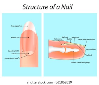 Structure of a Nail. Nail (anatomy)