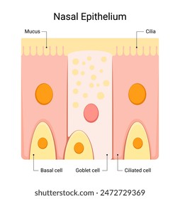 Structure of nasal epithelium illustration