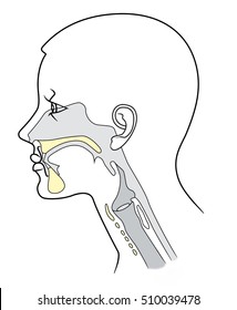 The structure of the nasopharynx in section on a white background