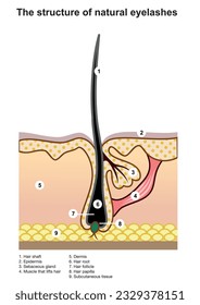 Structure of natural eyelash. Hair structure in section. Lash scheme.