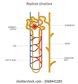 Structure Of A Nephron. Formation Of The Urine. Liquid Enters To The Glomerulus (in Browman's Capsule) Goes Down By The Loop Of Henle To Collecting Duct (in The Kidneys).