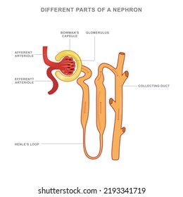 Structure Of A Nephron. Formation Of The Urine. Liquid Enters To The Glomerulus (in Browman's Capsule) Goes Down By The Loop Of Henle To Collecting Duct (in The Kidneys).Different Parts Of A Nephron.