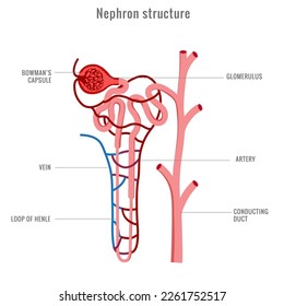 Structure of a Nephron. Formation of the urine. liquid enters to the glomerulus (in Browman's capsule) goes down by the loop of henle to collecting duct (in the kidneys).