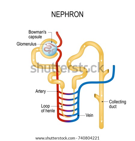 Structure Nephron Formation Urine Liquid Enters Stock Vector (Royalty