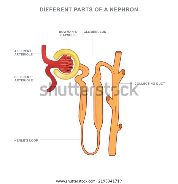 Structure of a Nephron. Formation of the urine.\
liquid enters to the glomerulus (in Browman\'s capsule) goes down by\
the loop of henle to collecting duct (in the kidneys).Different\
parts of a Nephron.
