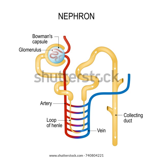 Structure of a Nephron. Formation of the urine.
liquid enters to the glomerulus (in Browman's capsule) goes down by
the loop of henle to collecting duct (in the kidneys). Vector
diagram