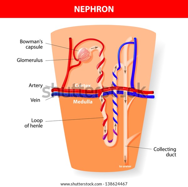 Structure nephron\
of the kidney. Vector\
diagram