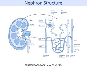 Structure of the nephron of the kidney. Vector medical illustration