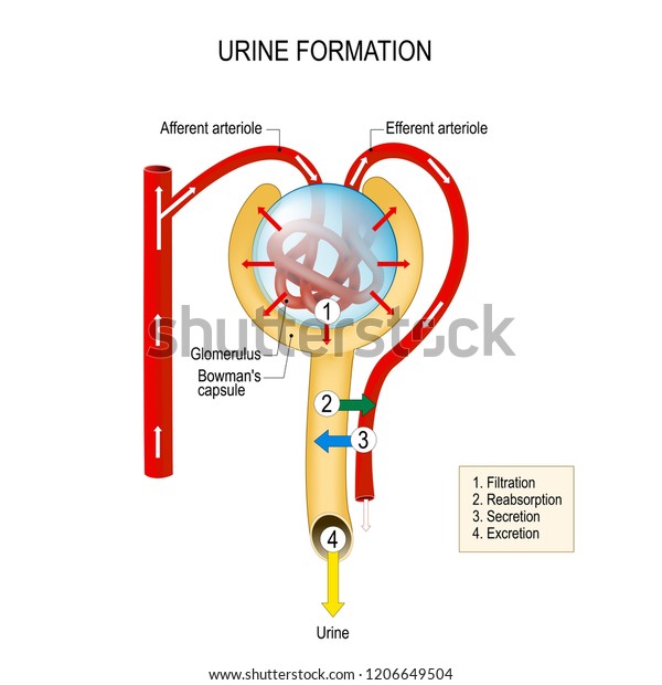 Structure of a Nephron. urine formation (filtration,\
reabsorption, secretion, excretion). liquid enters to the\
glomerulus (in Browman\'s capsule) goes down by the loop of henle to\
collecting duct