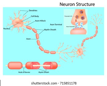 Structure of neuron. Axon Terminal svg