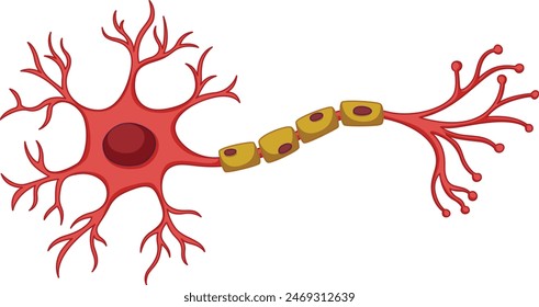 Structure of neuron , nerve cell , neuron anatomy , nervous system