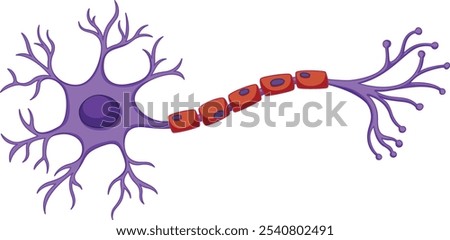 Structure of neuron , nerve cell , neuron anatomy , nervous system. Types of neurons vector. Neuron types. Nerve cell anatomy.