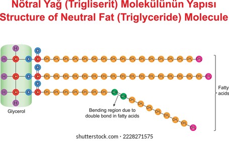 Struktur des neutralen Fettmoleküls