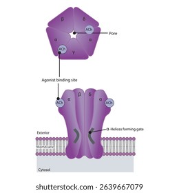 Structure of the Nicotinic Acetylcholine Receptor – Subunits, Ion Channel Pore, and Membrane Localization. Simple schematic illustration.