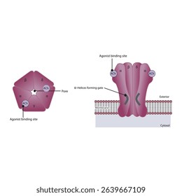 Structure of the Nicotinic Acetylcholine Receptor – Subunits, Ion Channel Pore, and Membrane Localization. Simple schematic illustration.