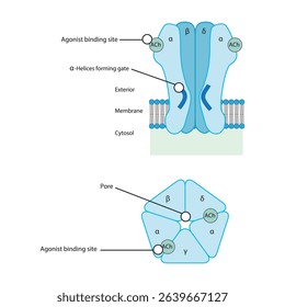 Structure of the Nicotinic Acetylcholine Receptor – Subunits, Ion Channel Pore, and Membrane Localization. Simple schematic illustration.