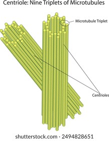 estructura de nueve centriolos trillizos con fondo blanco